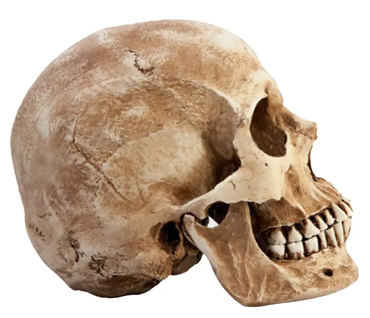 Side View of a Skull