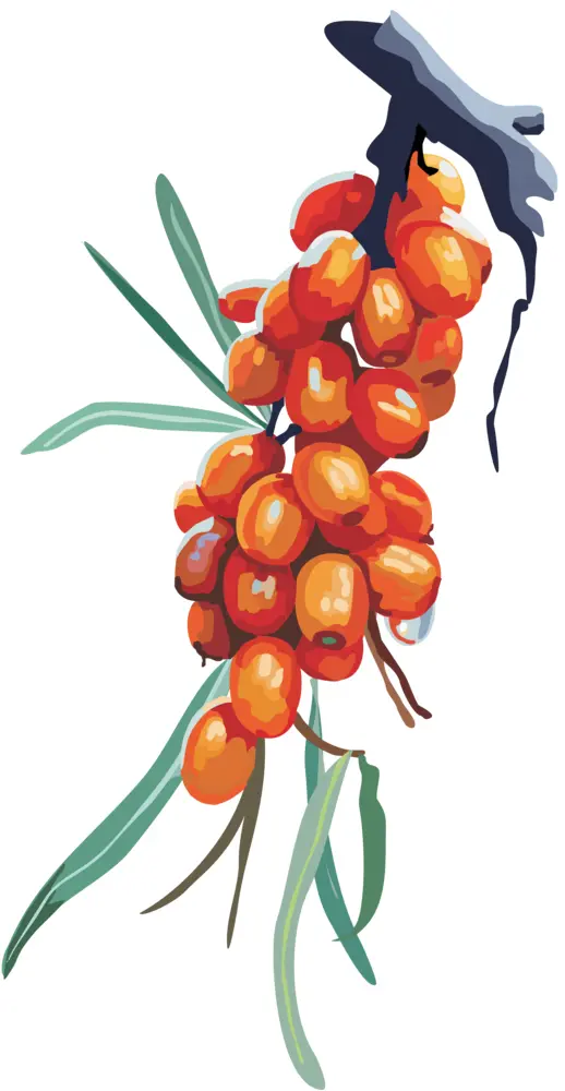 Cluster of Sea Buckthorn Berries