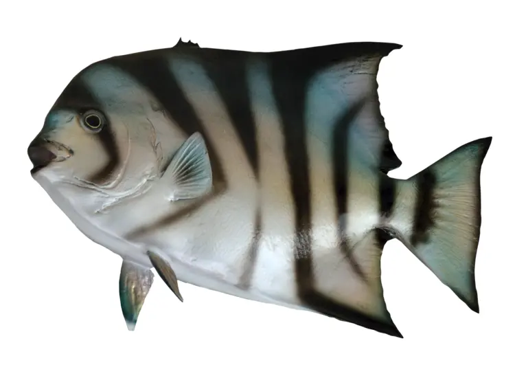 Striped Marine Fish