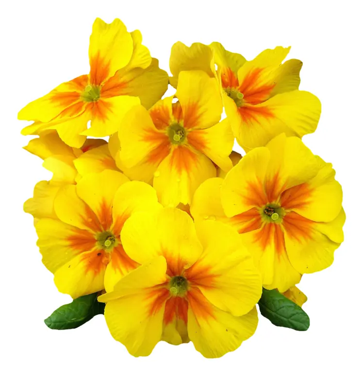 Beautiful Yellow Flowers in Bloom