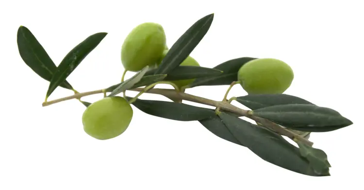 Branch of Green Olives