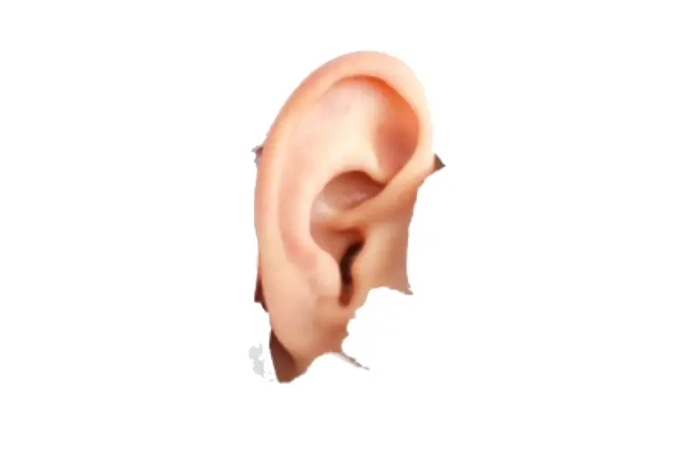 Realistic Human Ear