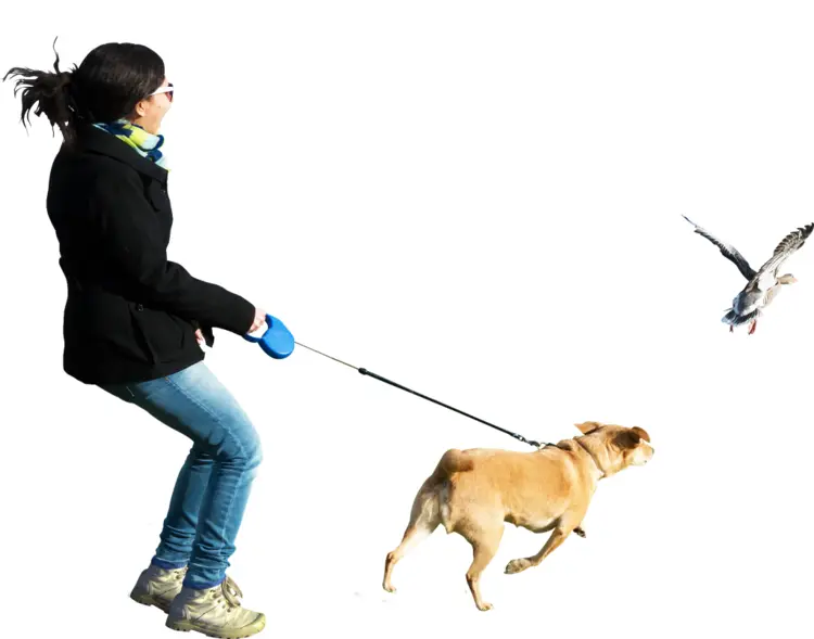 Person Walking Dog Chasing Bird