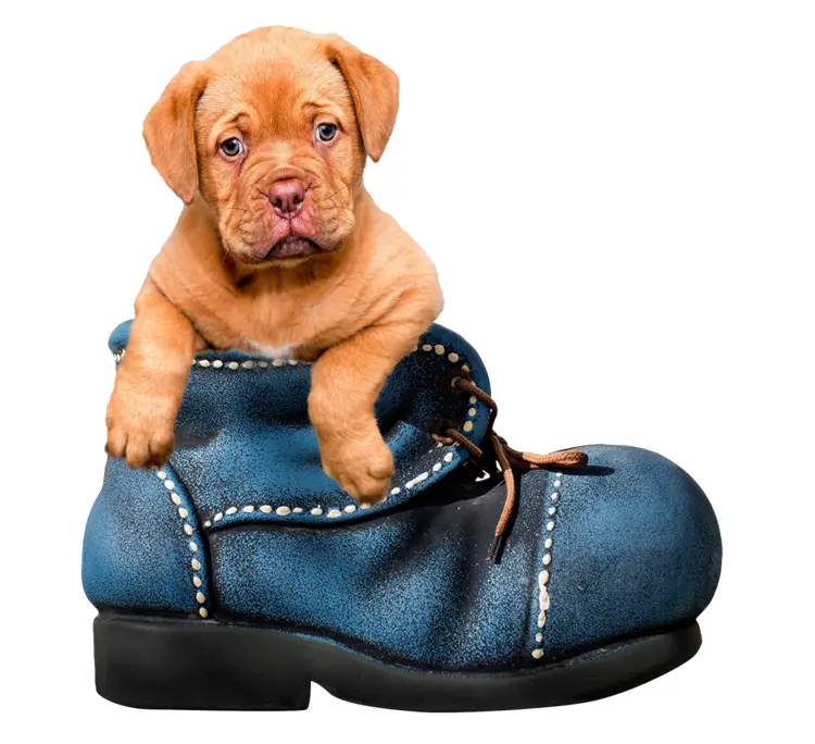 Cute Brown Puppy in Blue Shoe