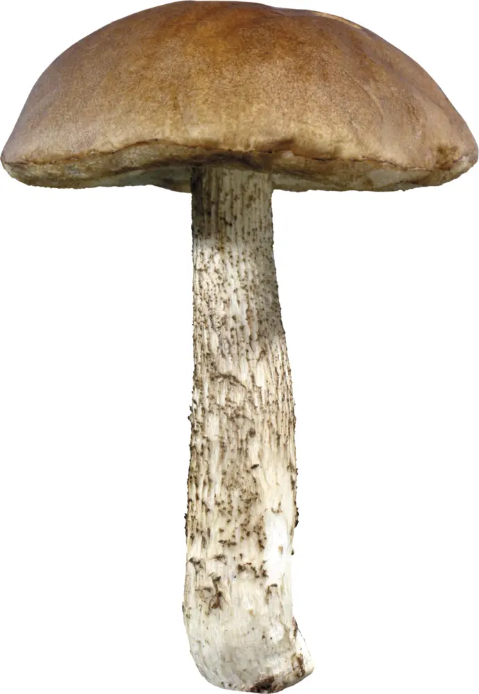 Single Tall Mushroom