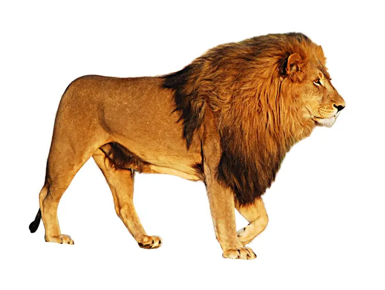 Majestic Lion in the Wild
