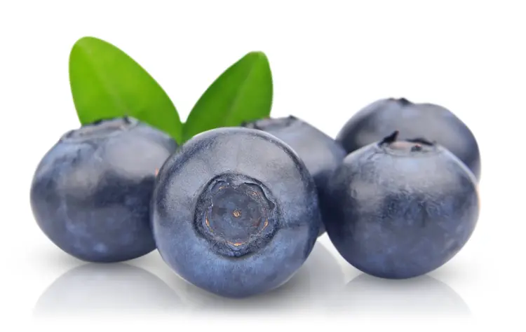 Fresh Blueberries with Green Leaves