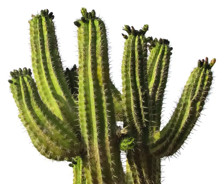 Large Desert Cactus