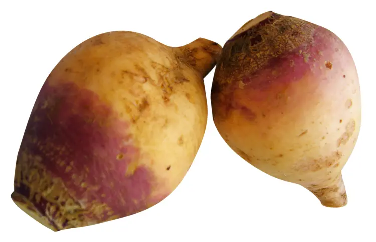 Yellow Rutabaga Root Vegetable