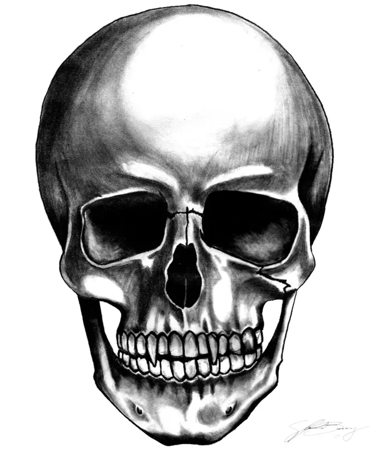 Realistic Human Skull Illustration