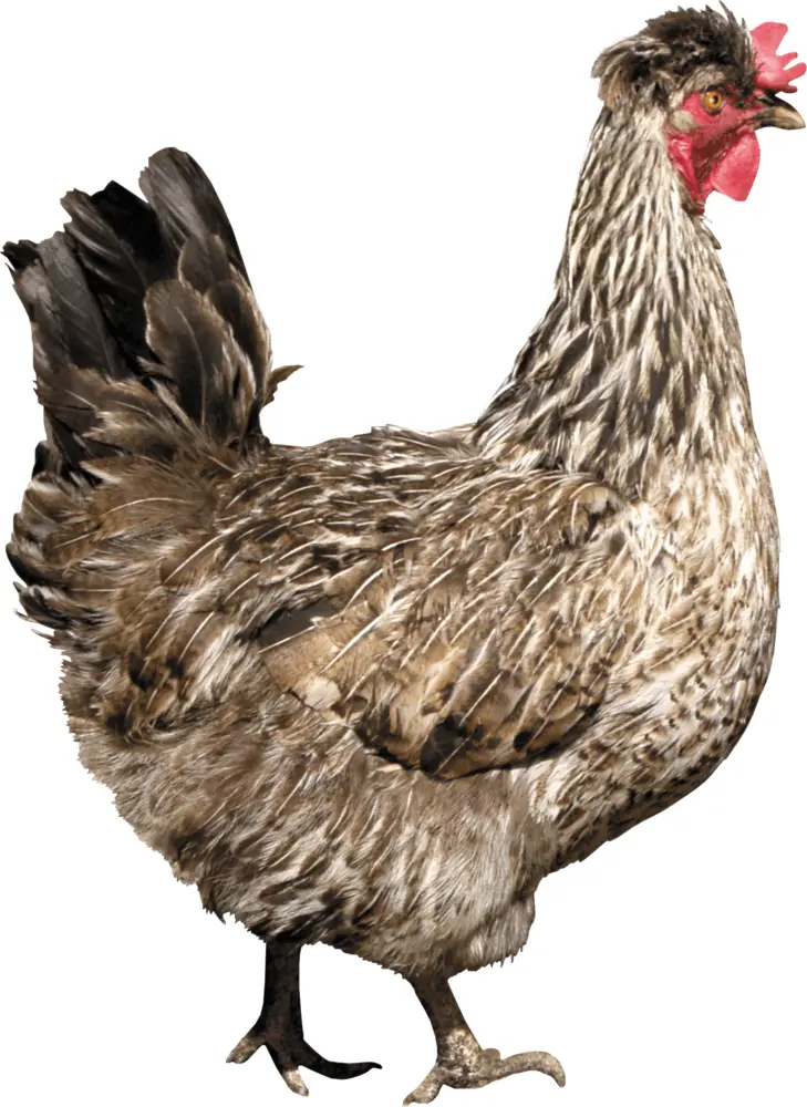 Brown Chicken with Red Comb