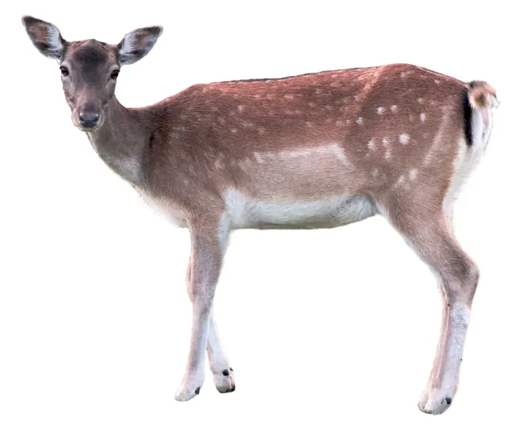Spotted Brown Deer in the Wild