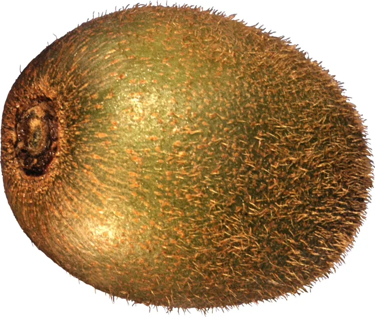 Brown Fuzzy Kiwi Fruit