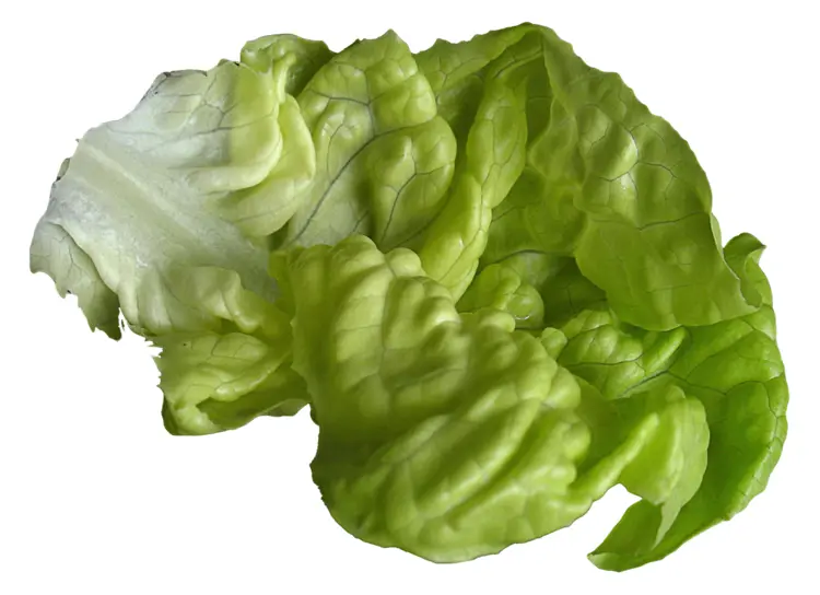 Fresh Green Lettuce Leaf