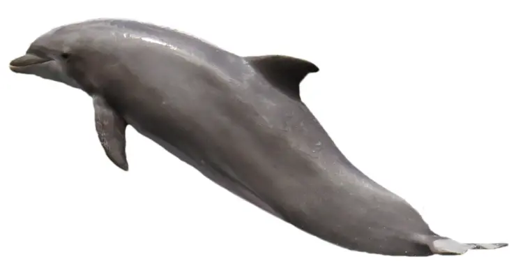 Single Dolphin Swimming