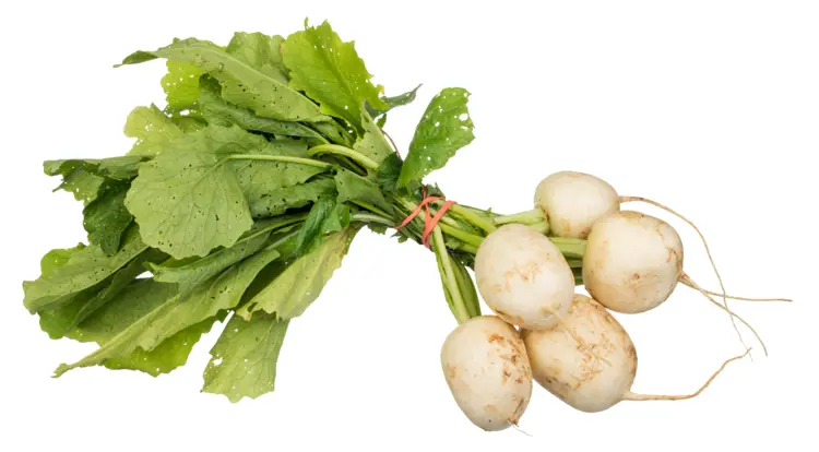 Bunch of Fresh White Turnips with Green Leaves