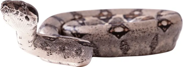 Gray Snake Coiled