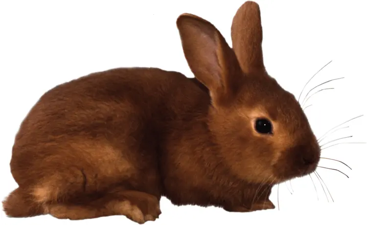 Light Brown Rabbit
