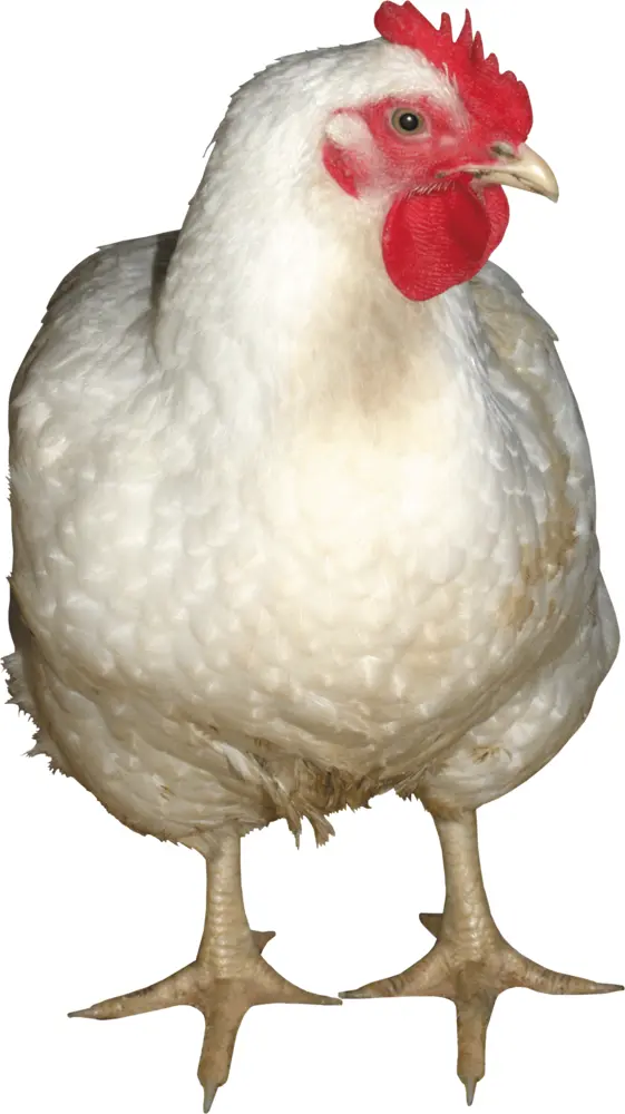 White Chicken with Red Comb