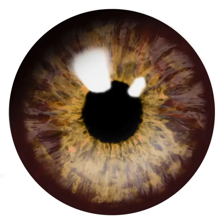 Detailed Brown Eye Illustration