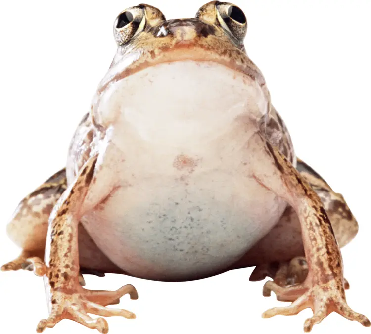 Brown Frog in Natural Habitat