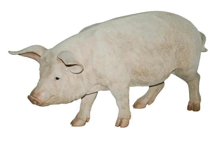 White Pig Walking