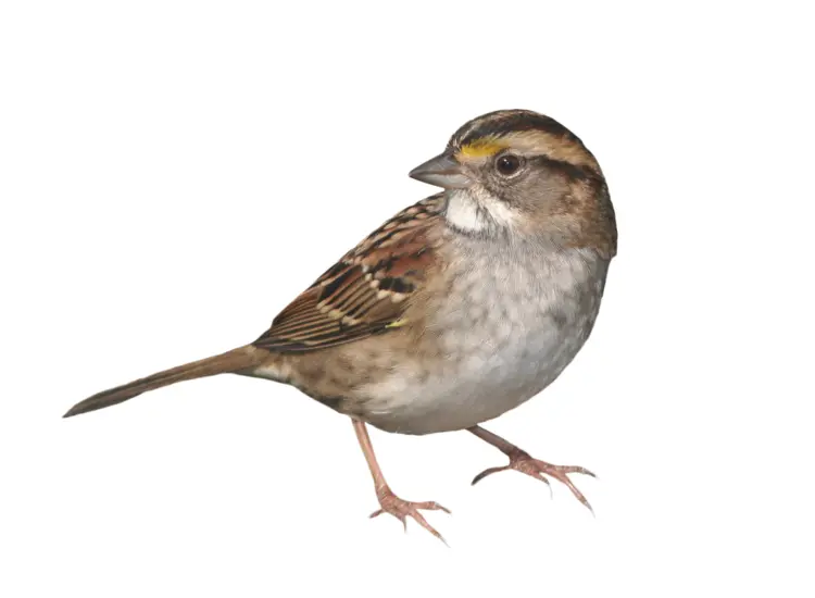 Small Brown Sparrow in Nature