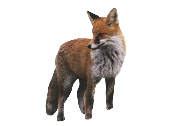 Red Fox Looking Back