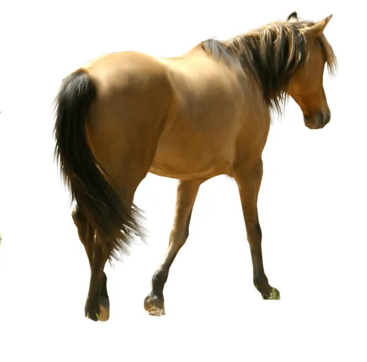 Brown Horse Walking