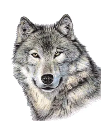 Wolf Face Close-Up