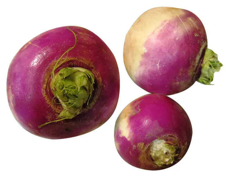 Three Purple and White Turnip Root Vegetables