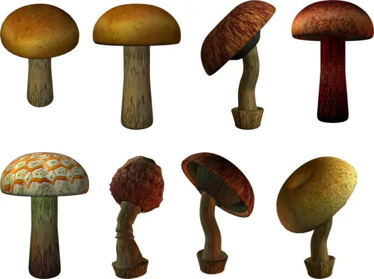 Various Types of Mushrooms