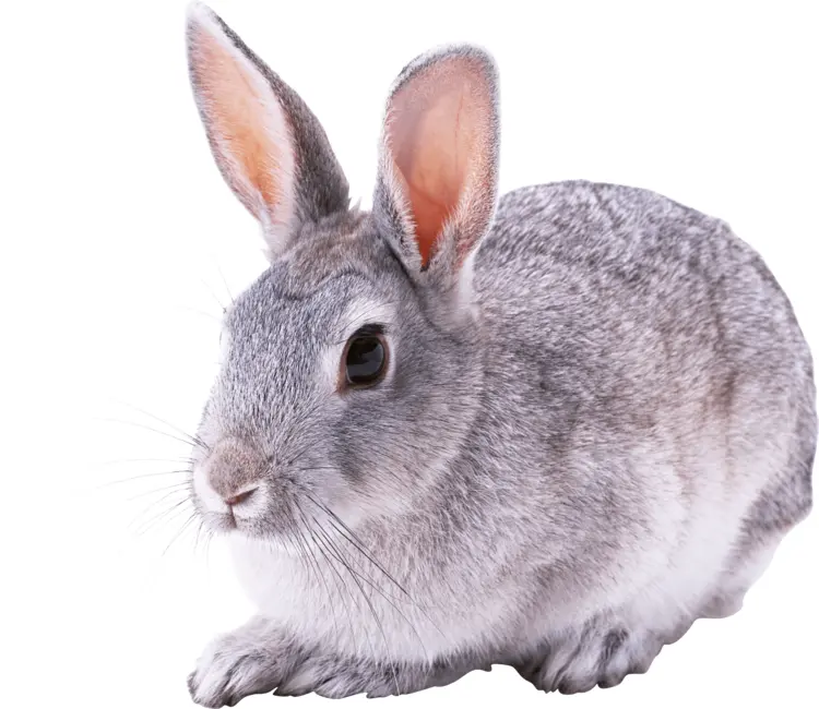 Adorable Grey Rabbit