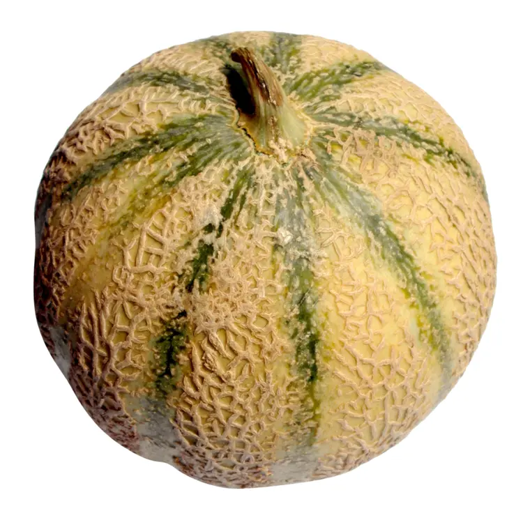 Striped Melon Fruit