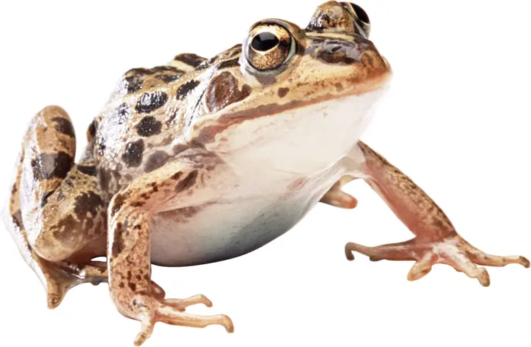 Brown Frog with Spots
