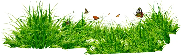 Grass with Butterflies in Nature
