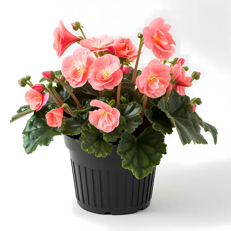 Pink Flowers in a Black Pot