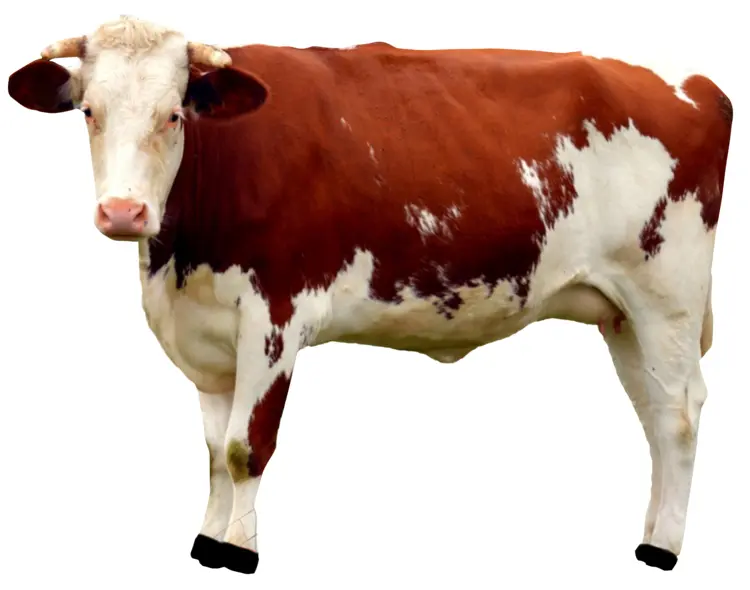Farm Cow