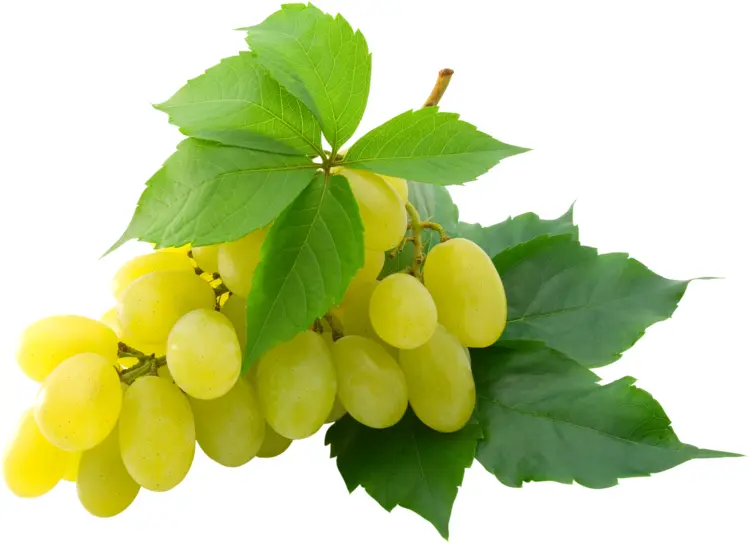 Delicious Yellow Grapes Bunch