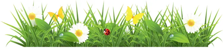 Grass with Flowers and Ladybug