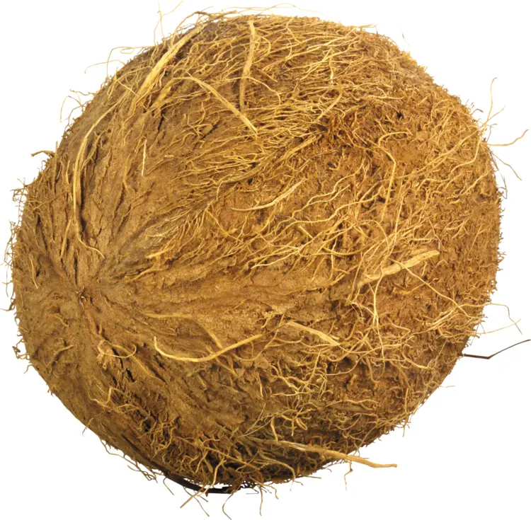 Brown Coconut for Tropical Delights