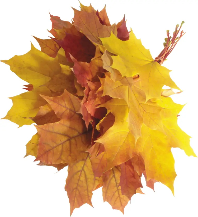Yellow Autumn Leaves
