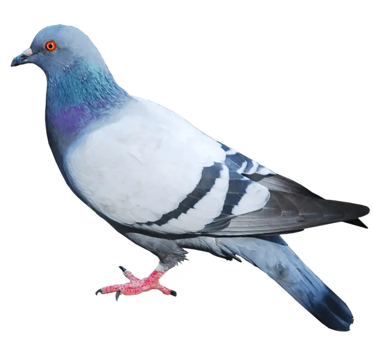 Pigeon on Transparent Background