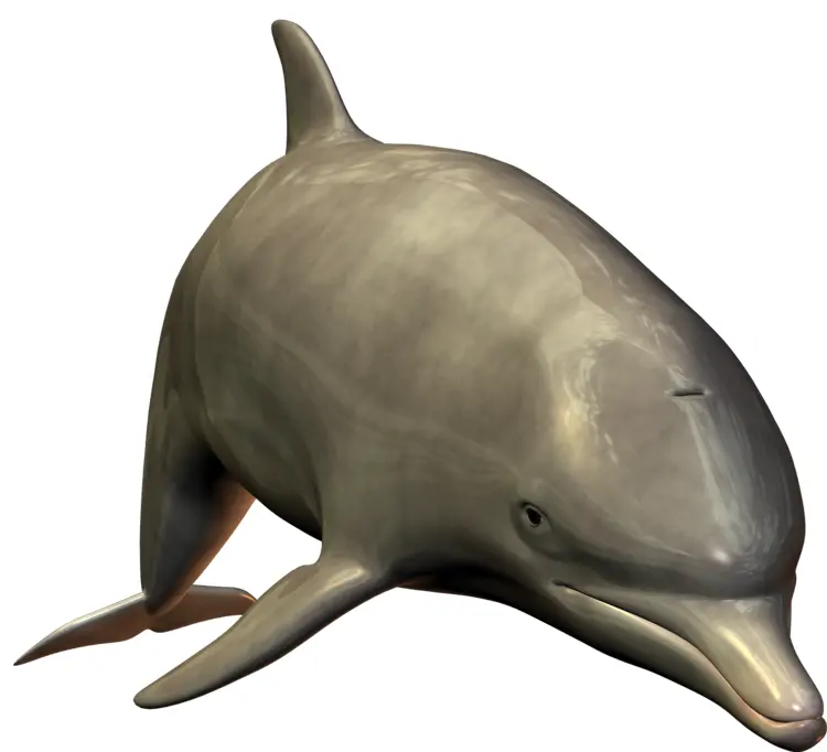 Dolphin in the Ocean