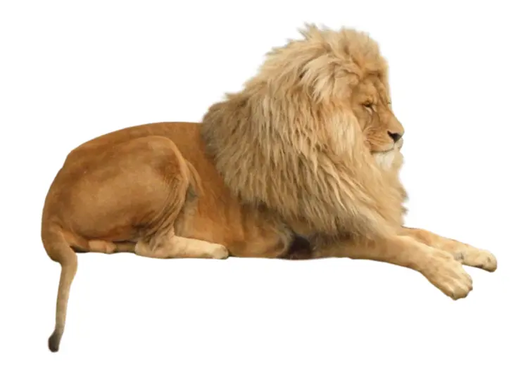 Lion Resting