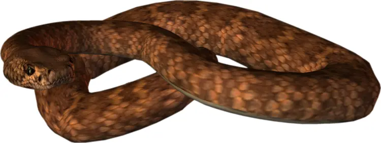 Coiled Brown Snake