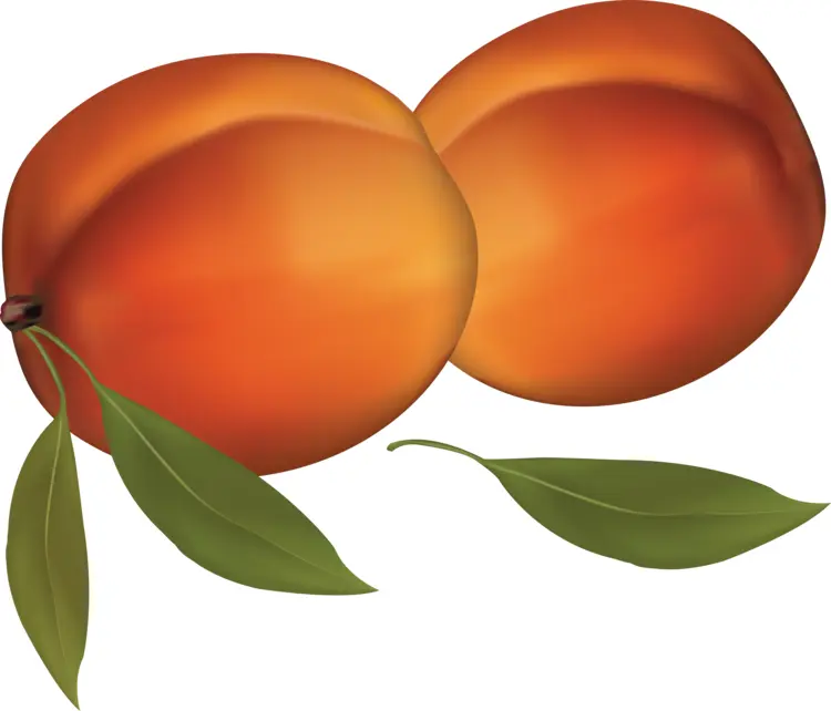 Two Orange Apricots with Leaves