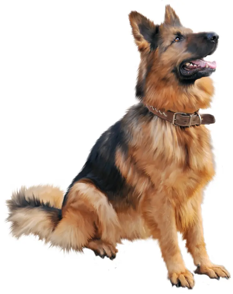 Loyal German Shepherd Dog