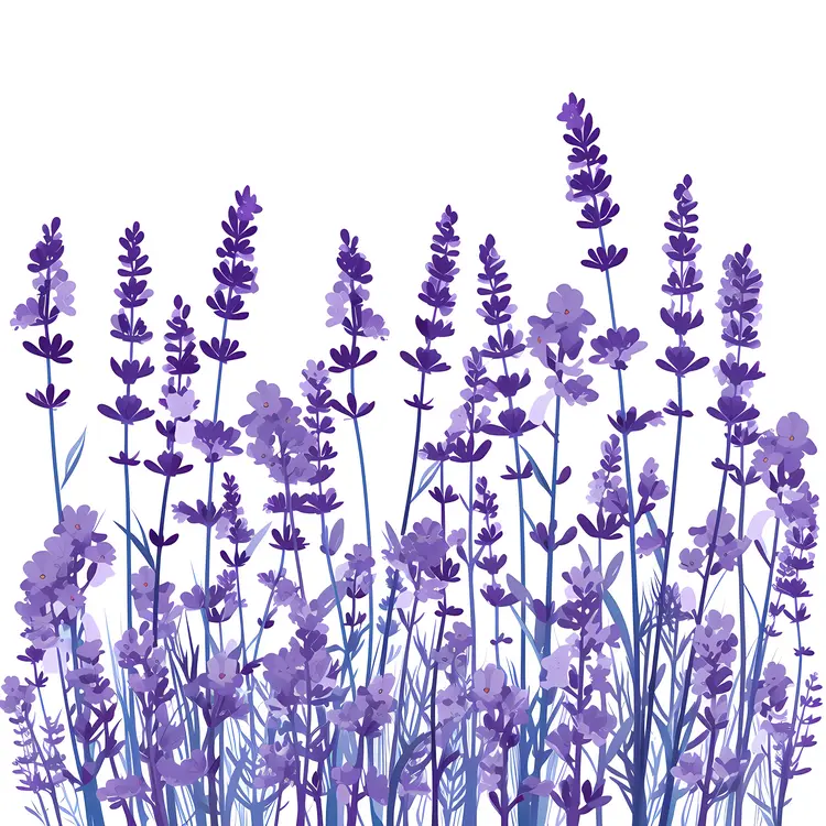 Purple Lavender Stems Illustration