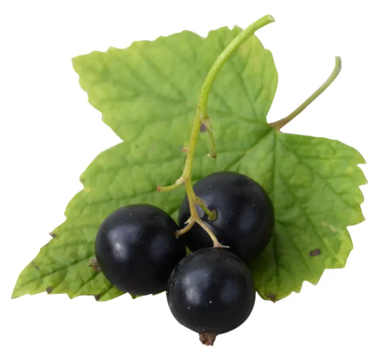 Fresh Blackcurrants with Leaves
